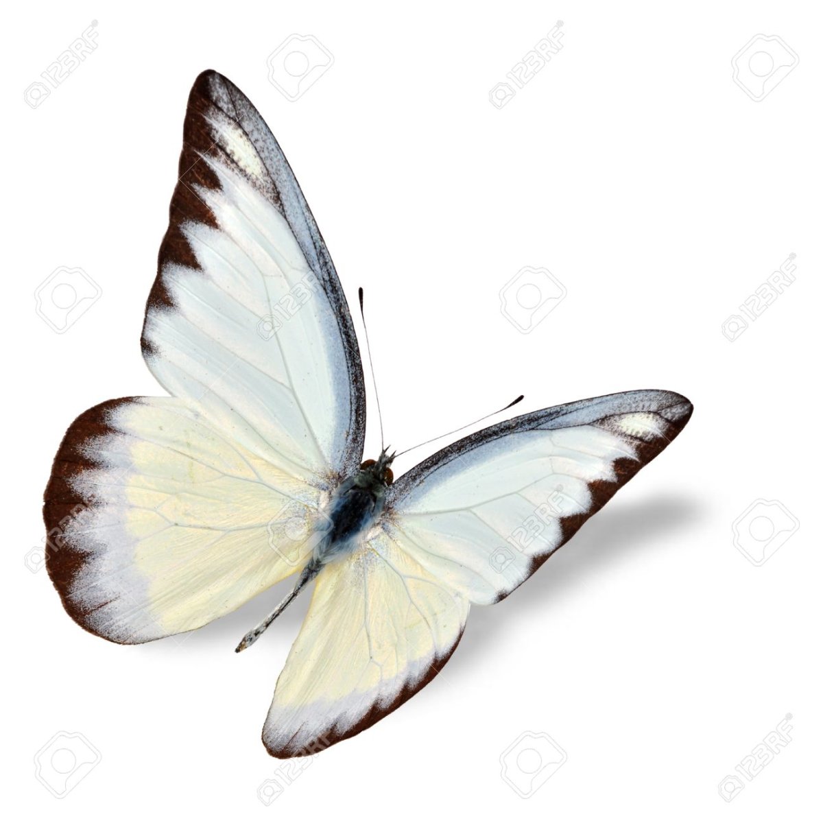 Бабочка капустница для детей