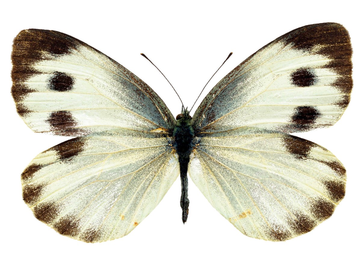 Бабочки белые для вырезания