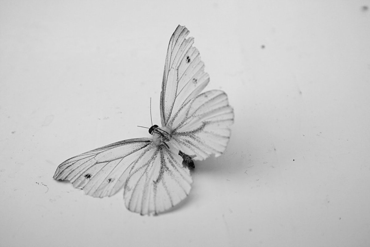 Бабочка капустница на белом фоне