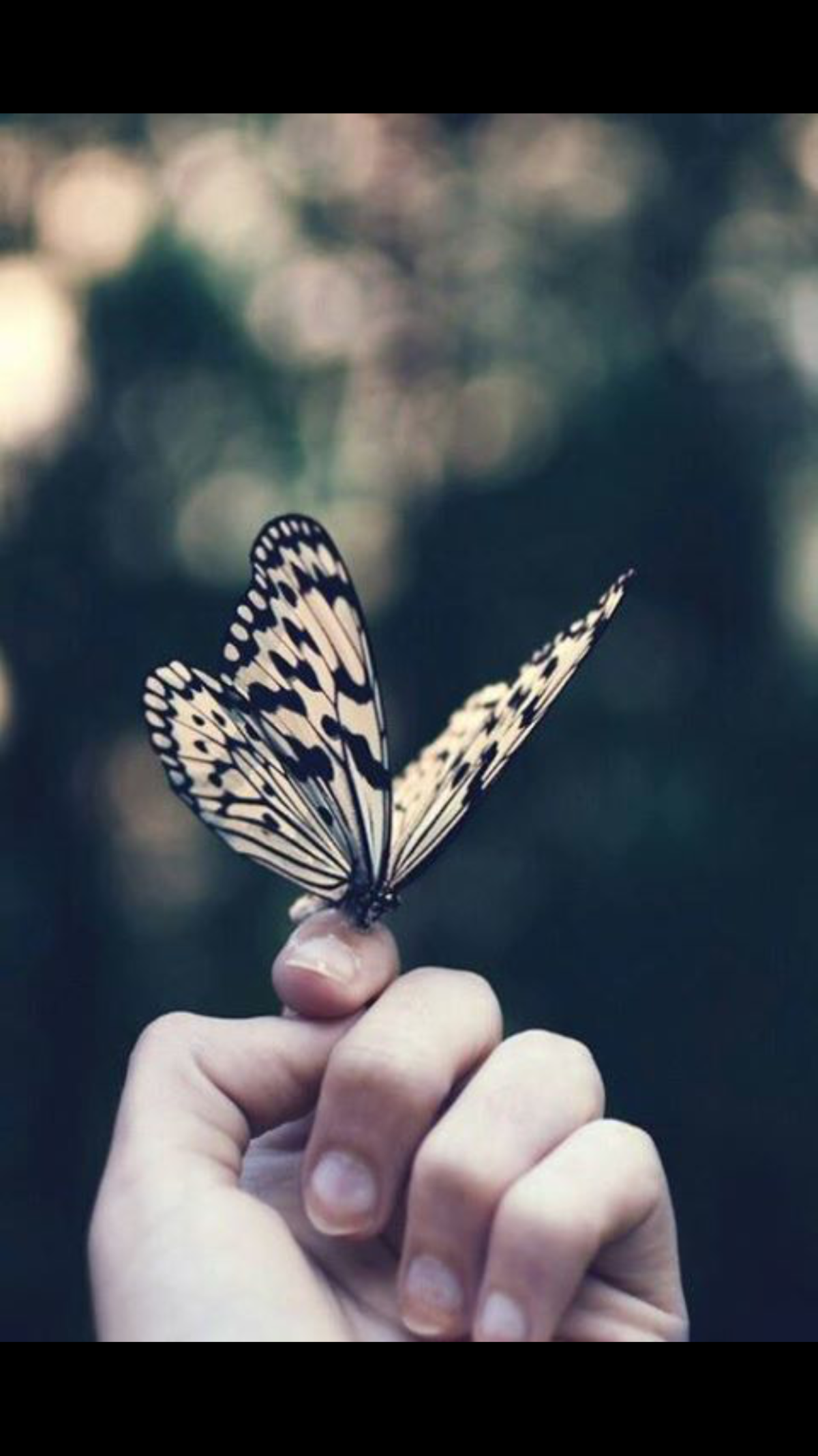 Бабочки нежно голубые