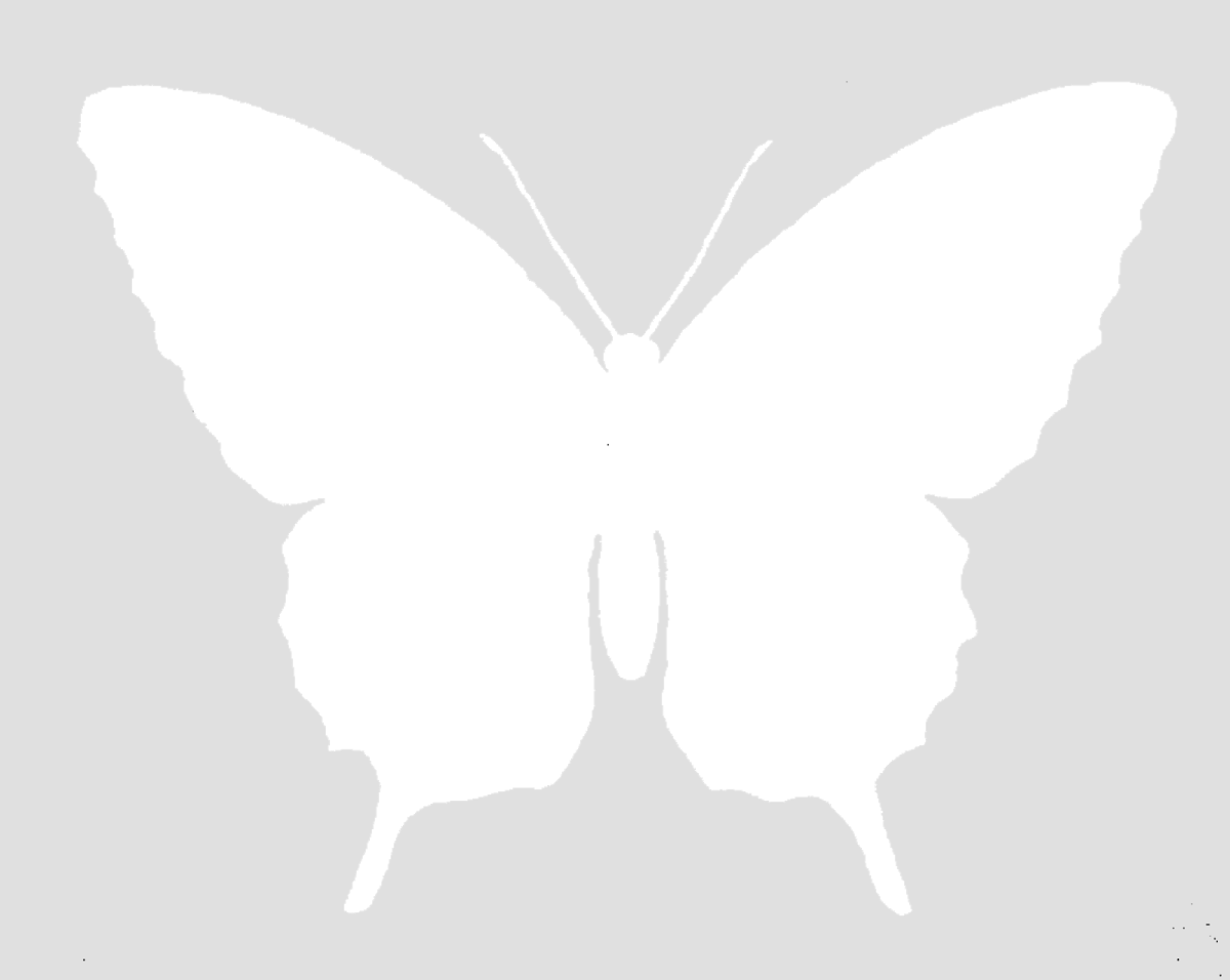 Белые бабочки на прозрачном фоне