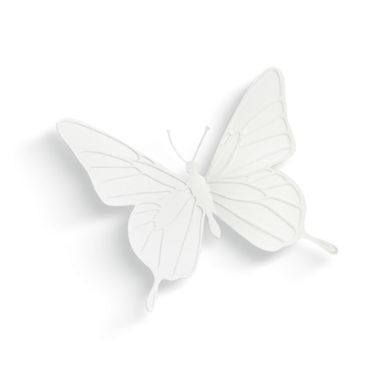 Бабочка черно белая