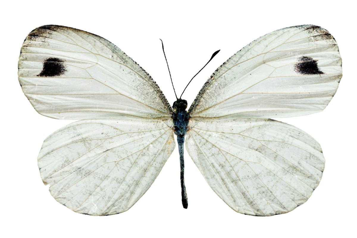 Белые бабочки на белом фоне