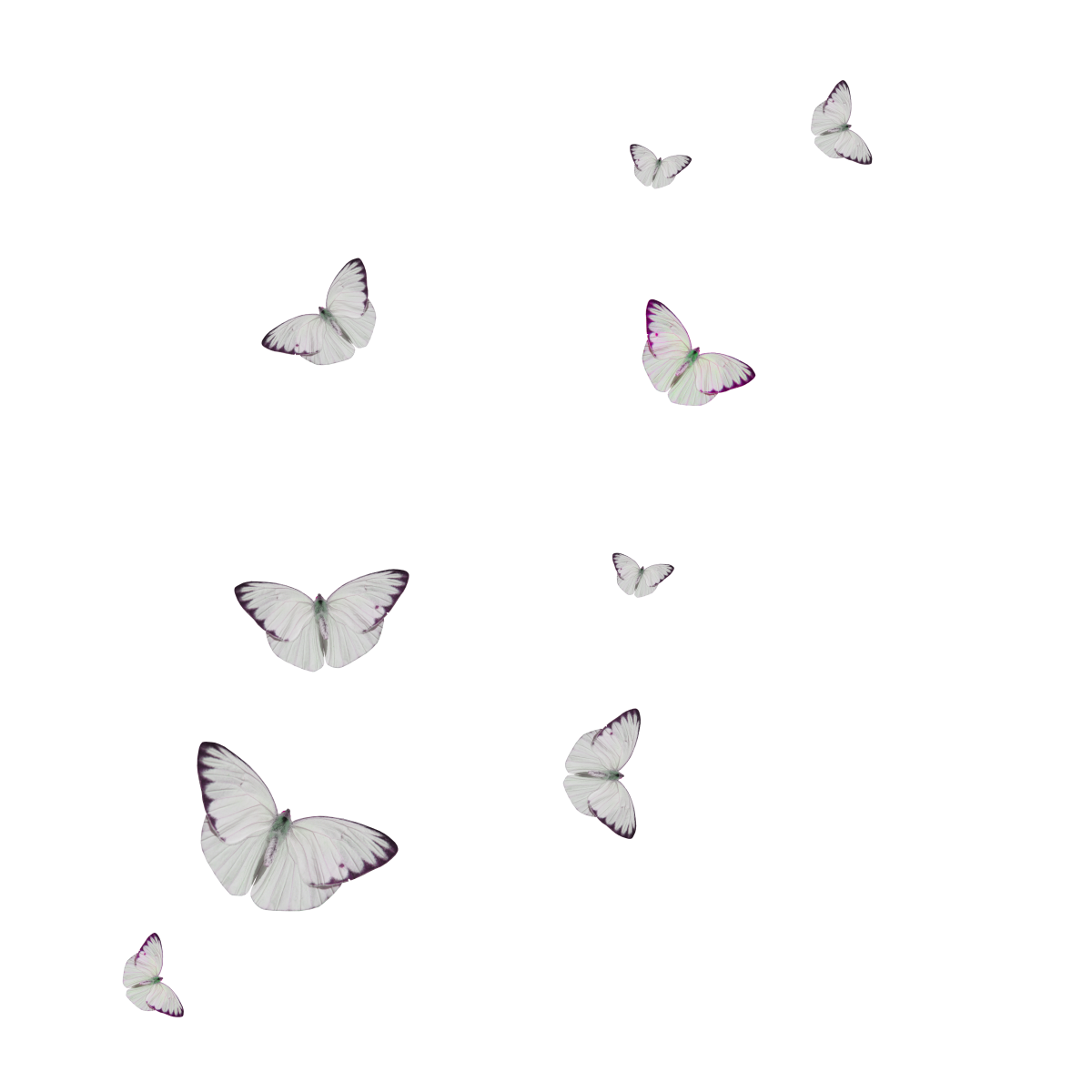 Розовые бабочки на белом фоне