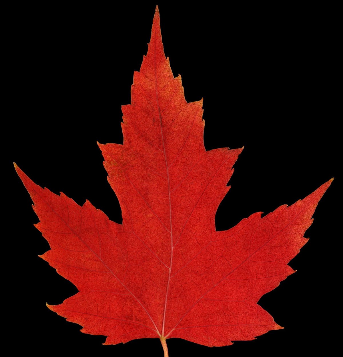 Canadian Maple Leaf золотой клен
