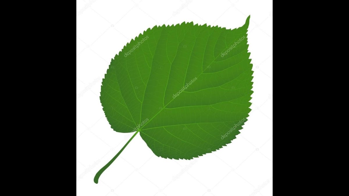 Лист липы вектор