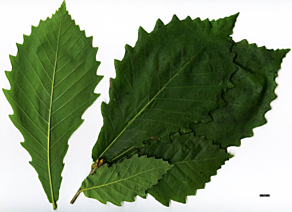 Лист дуба монгольского