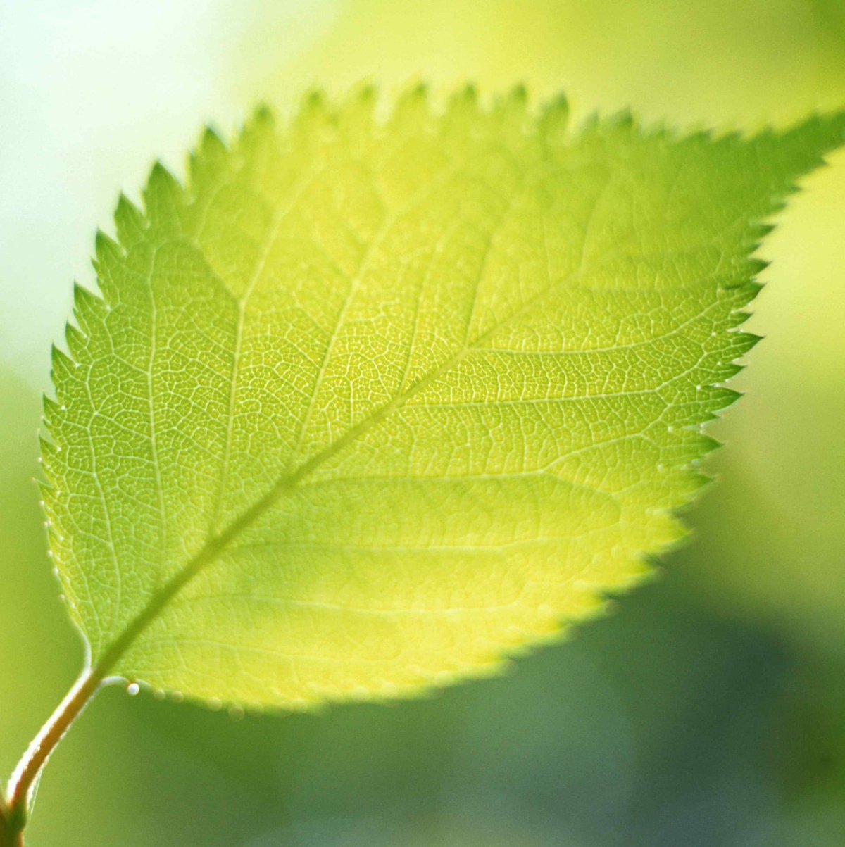 Листья деревьев фото картинки