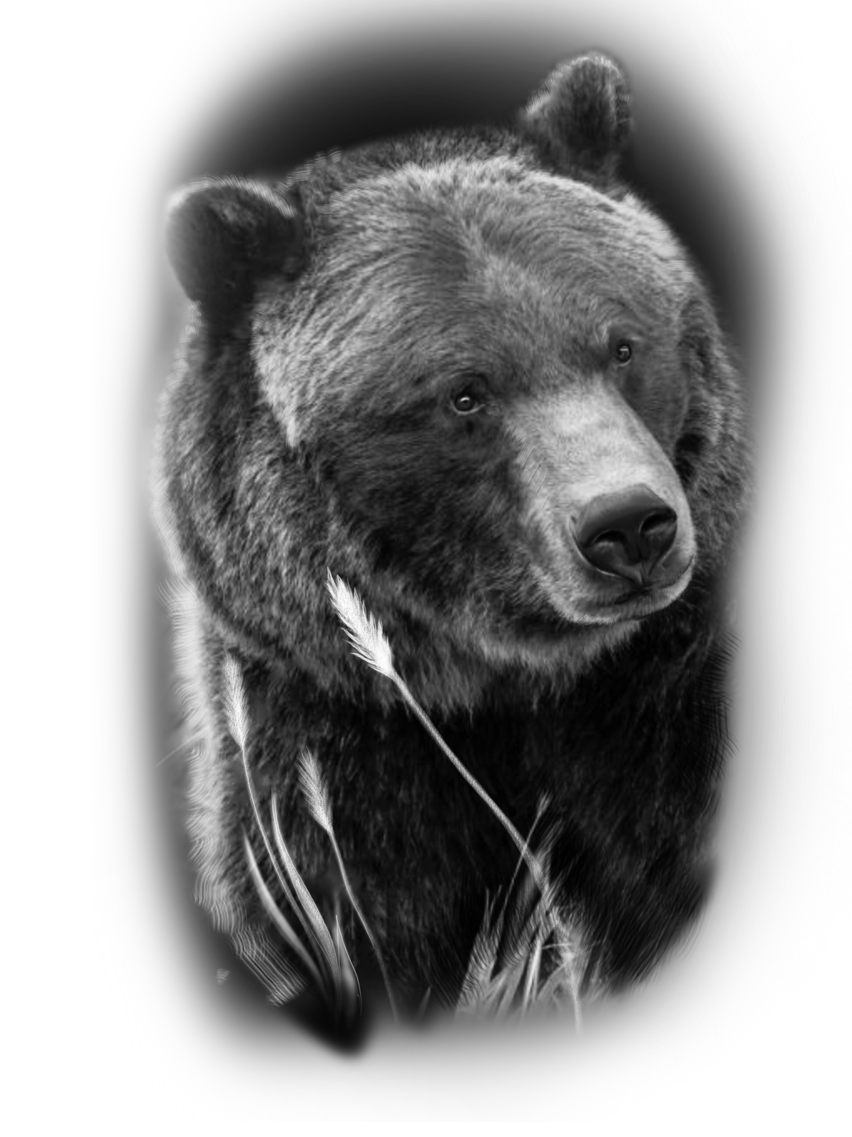 Медведь эскиз