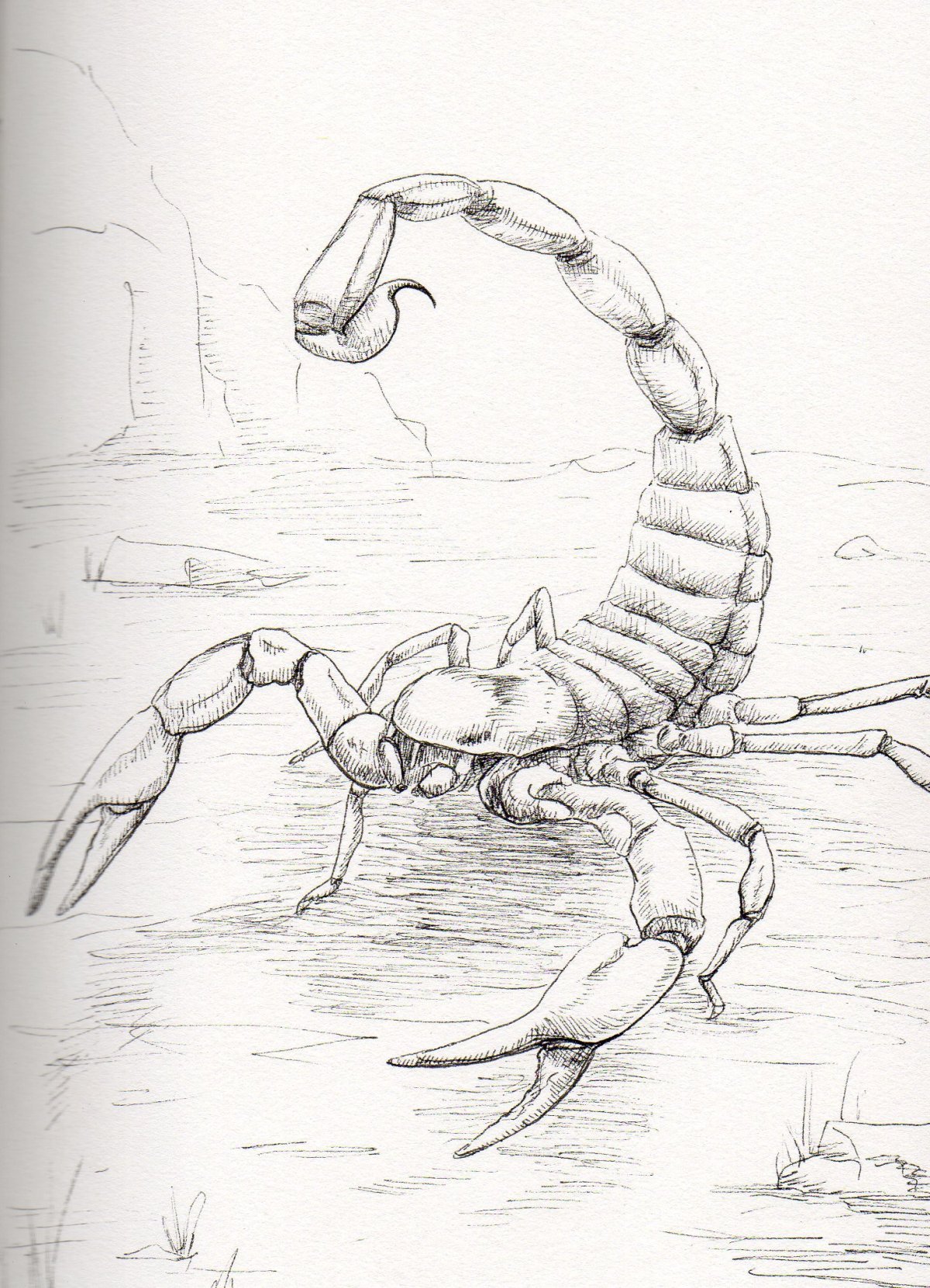 Скорпион рисунок карандашом