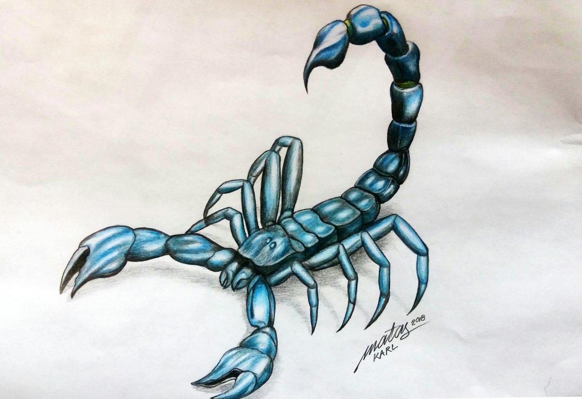 Скорпион арт