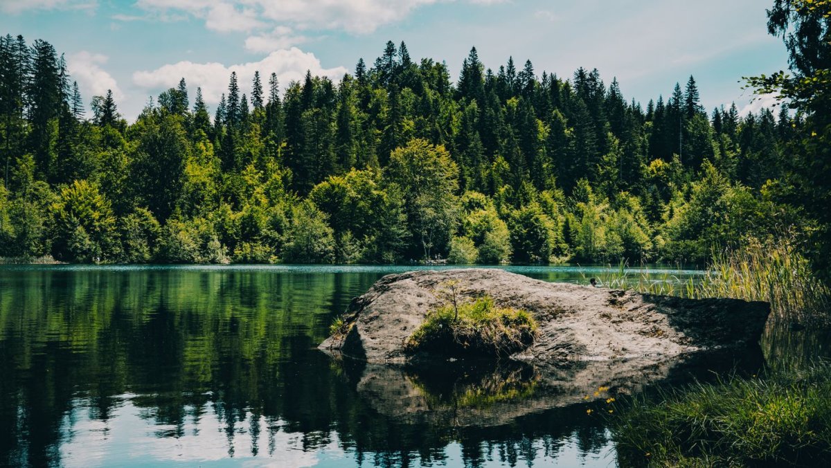 Река в лесу