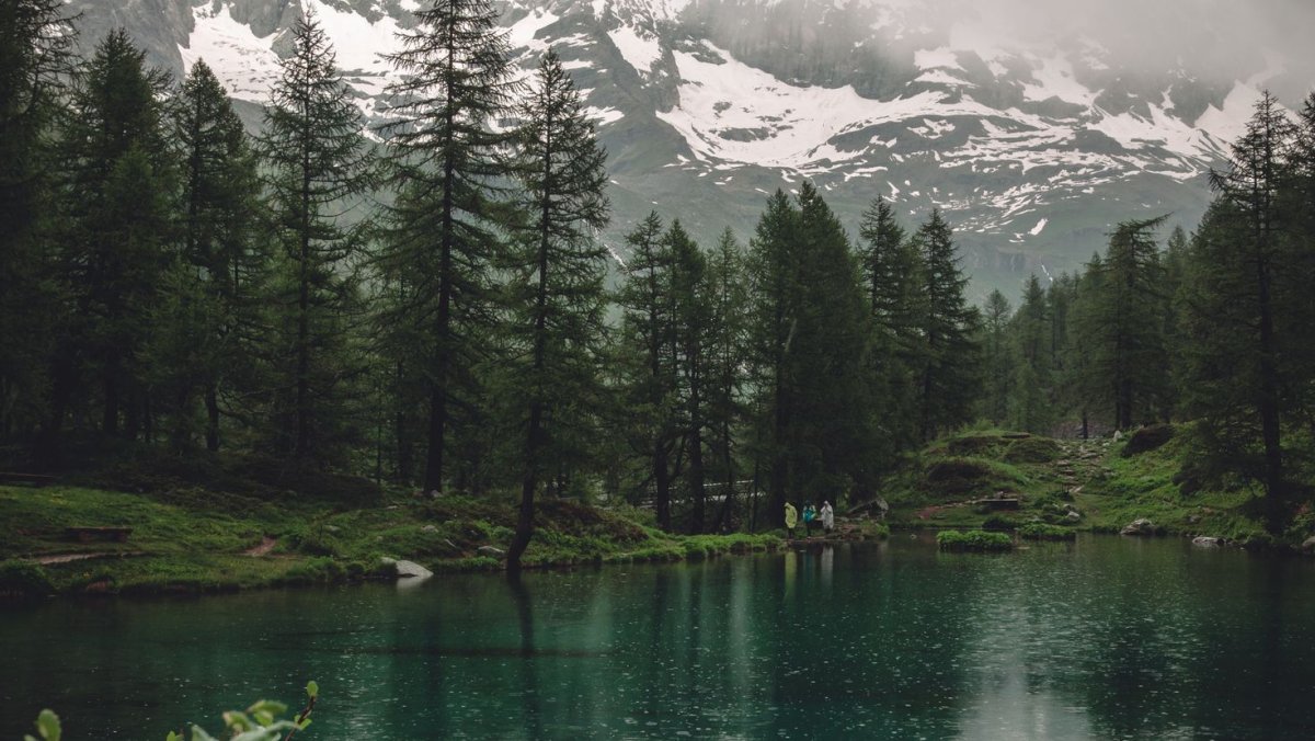 Лес озеро туман