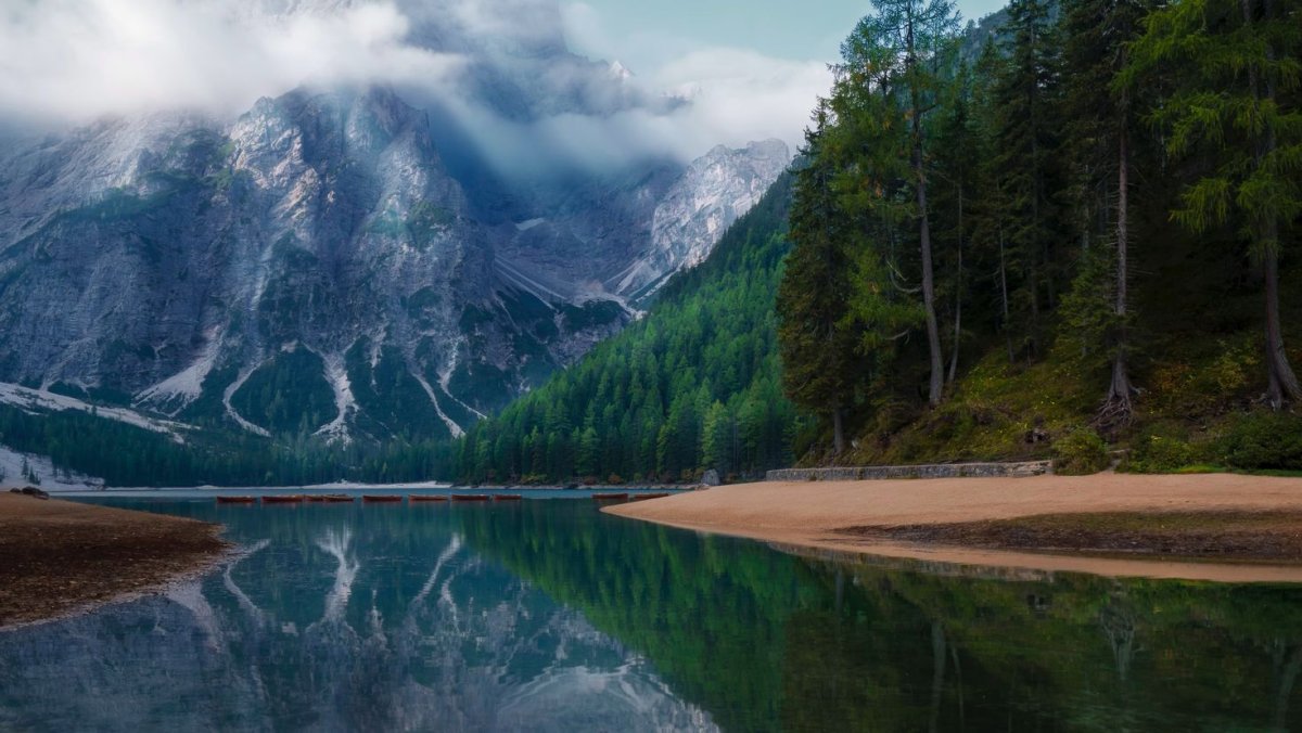 Обои лес и вода