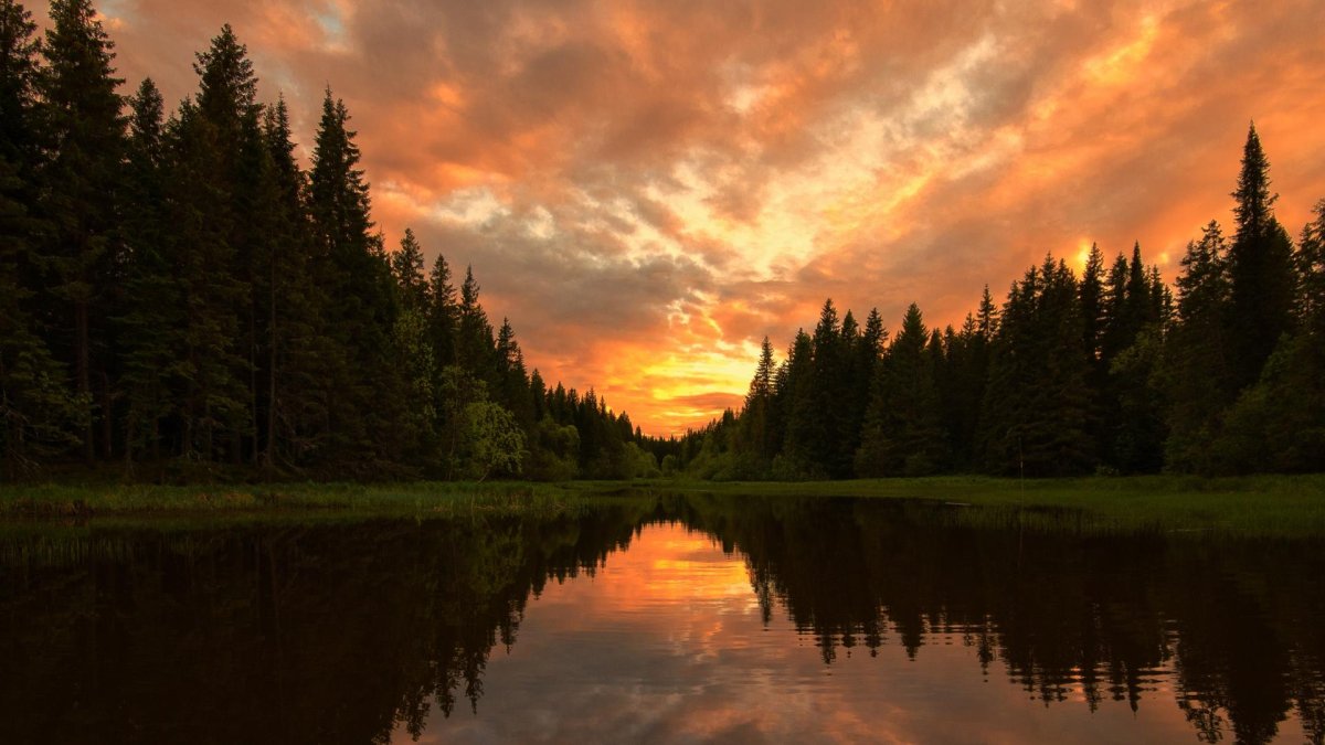 Еловый лес и озеро