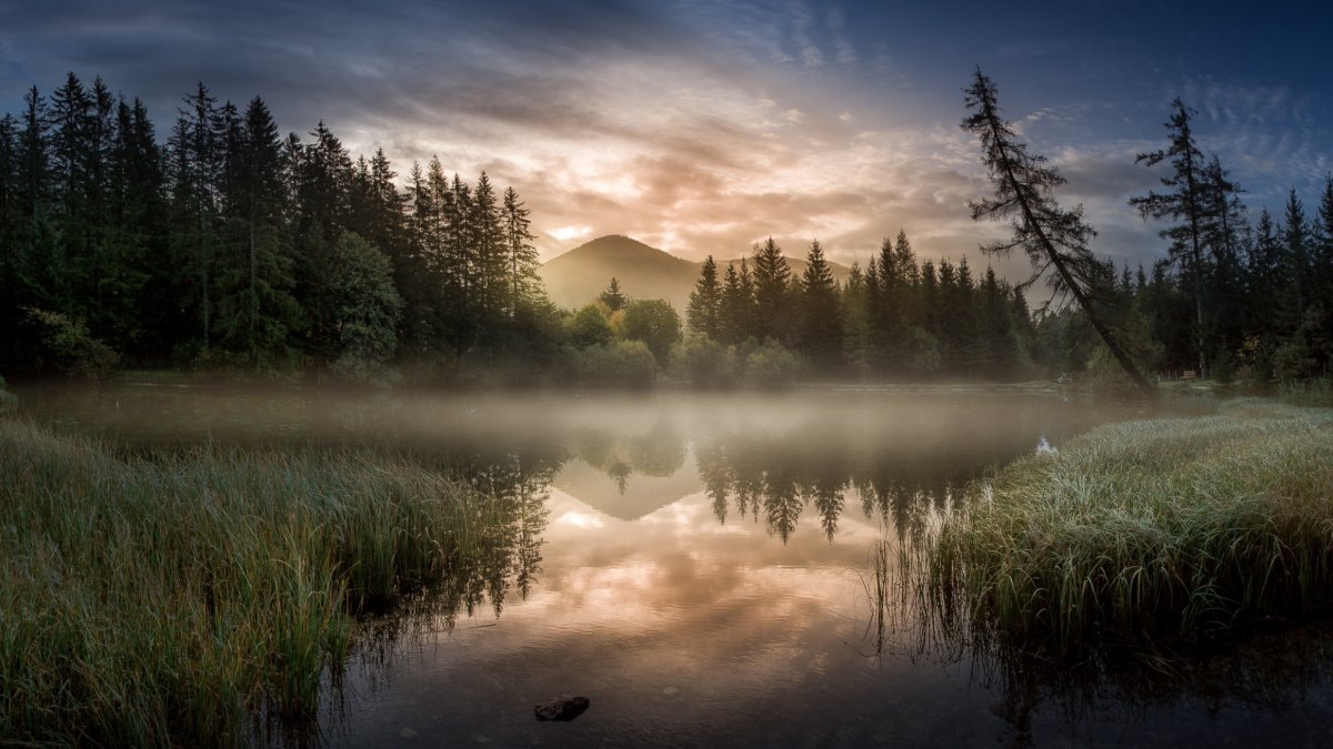 Река в лесу