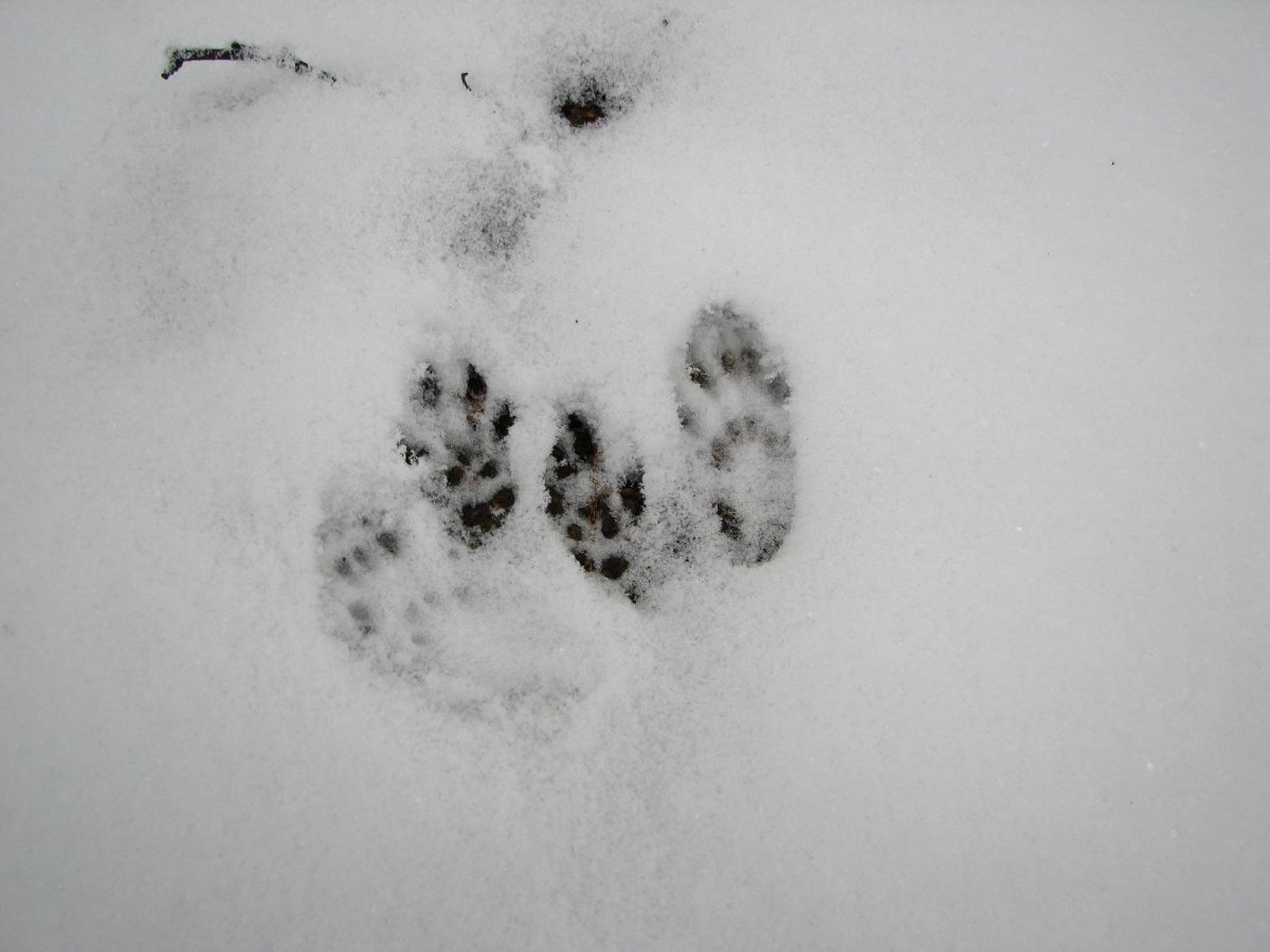 Белка следы на снегу