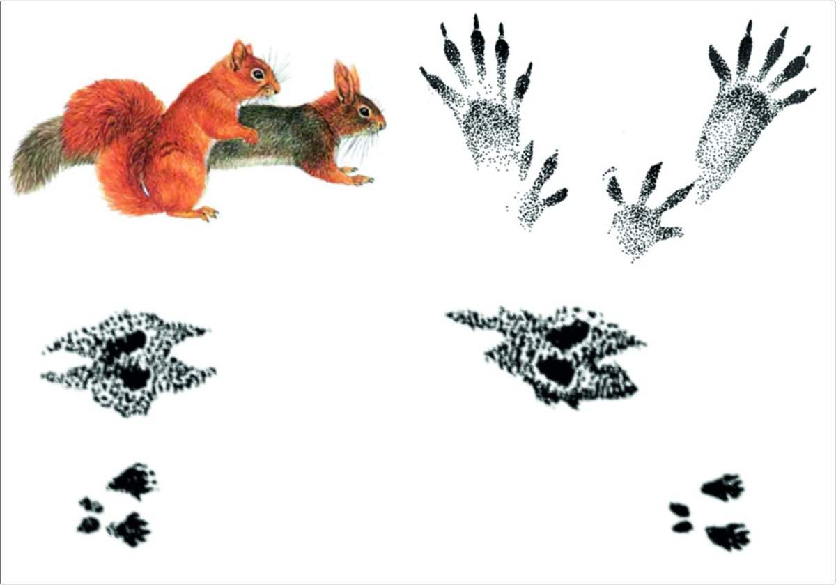 Следы зайца белки лисы