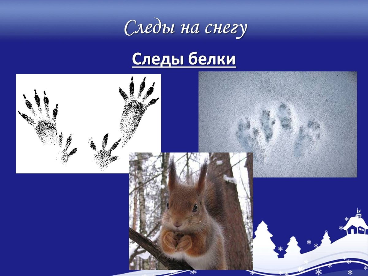 Следы ежа на снегу