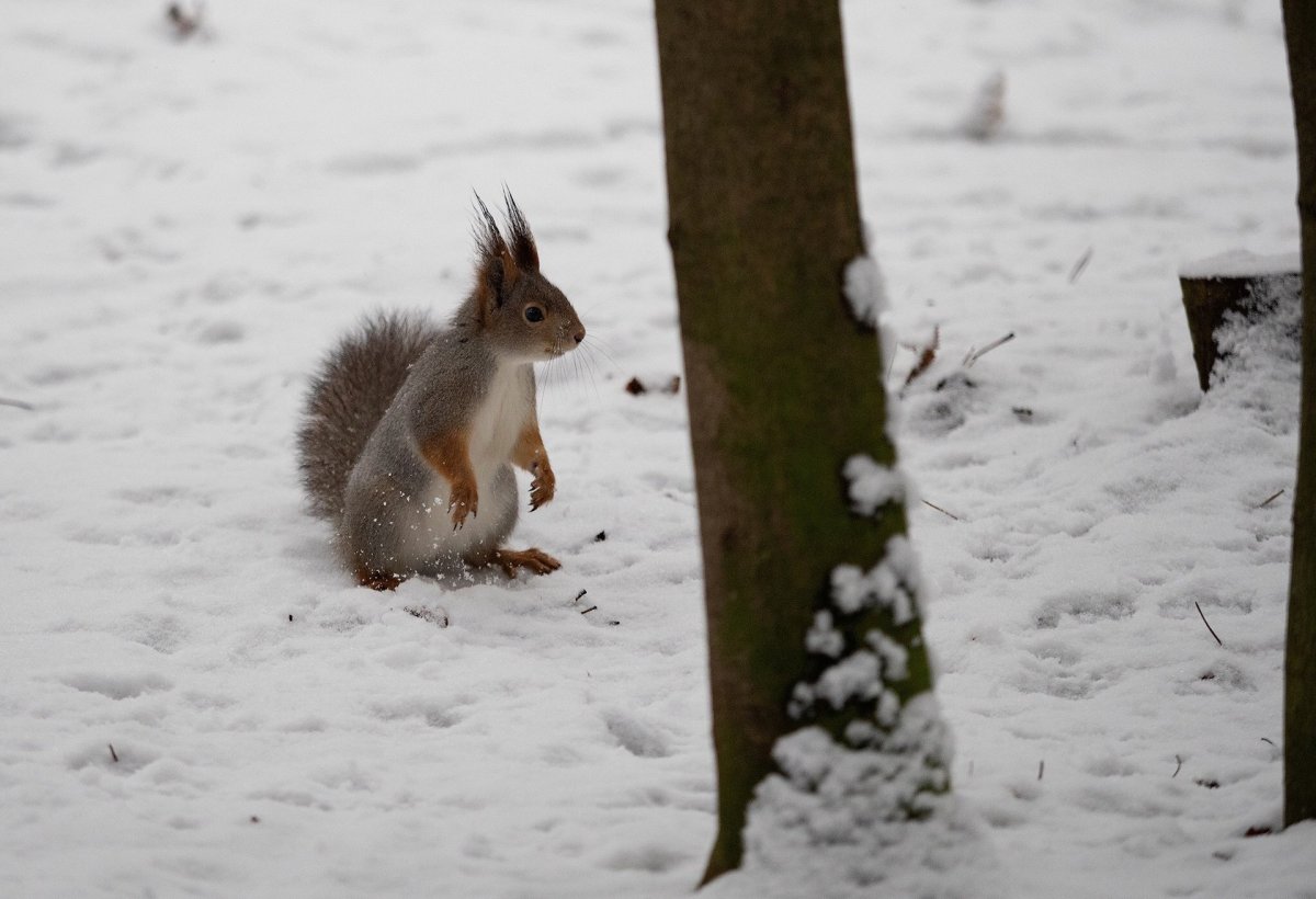 Следы синицы на снегу