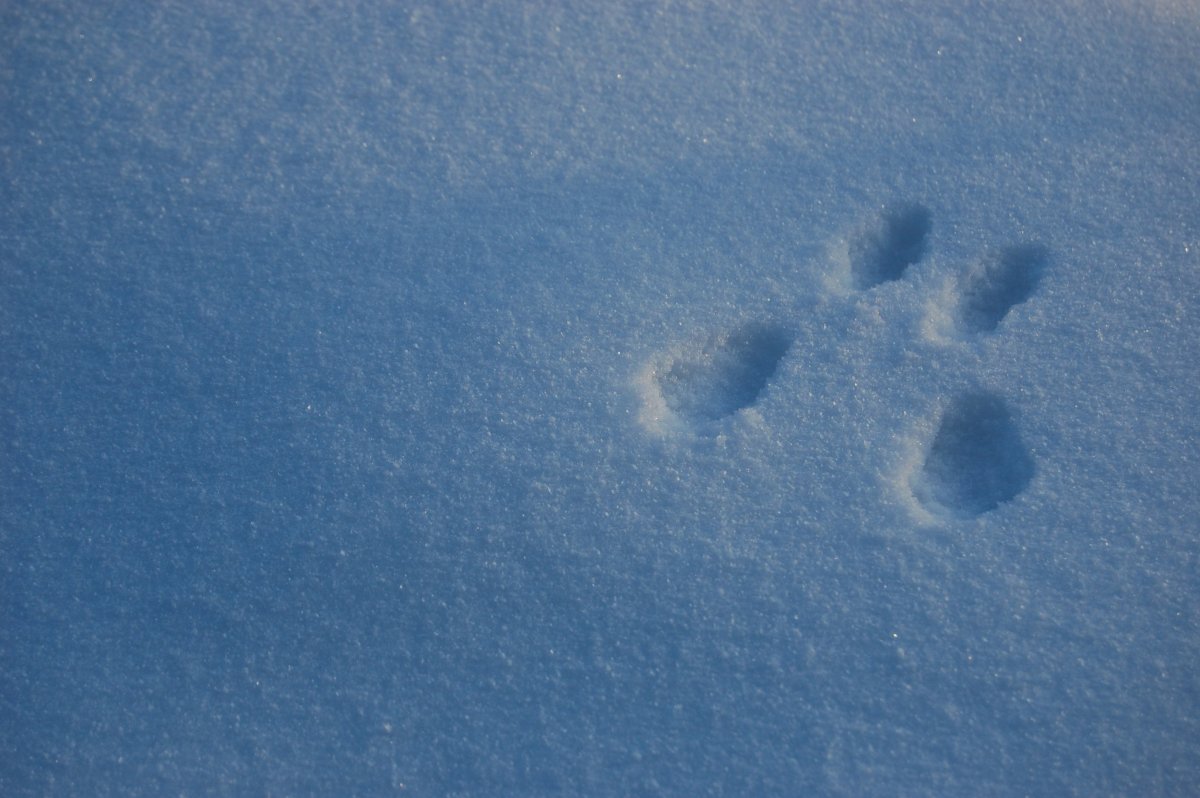 Беличьи следы