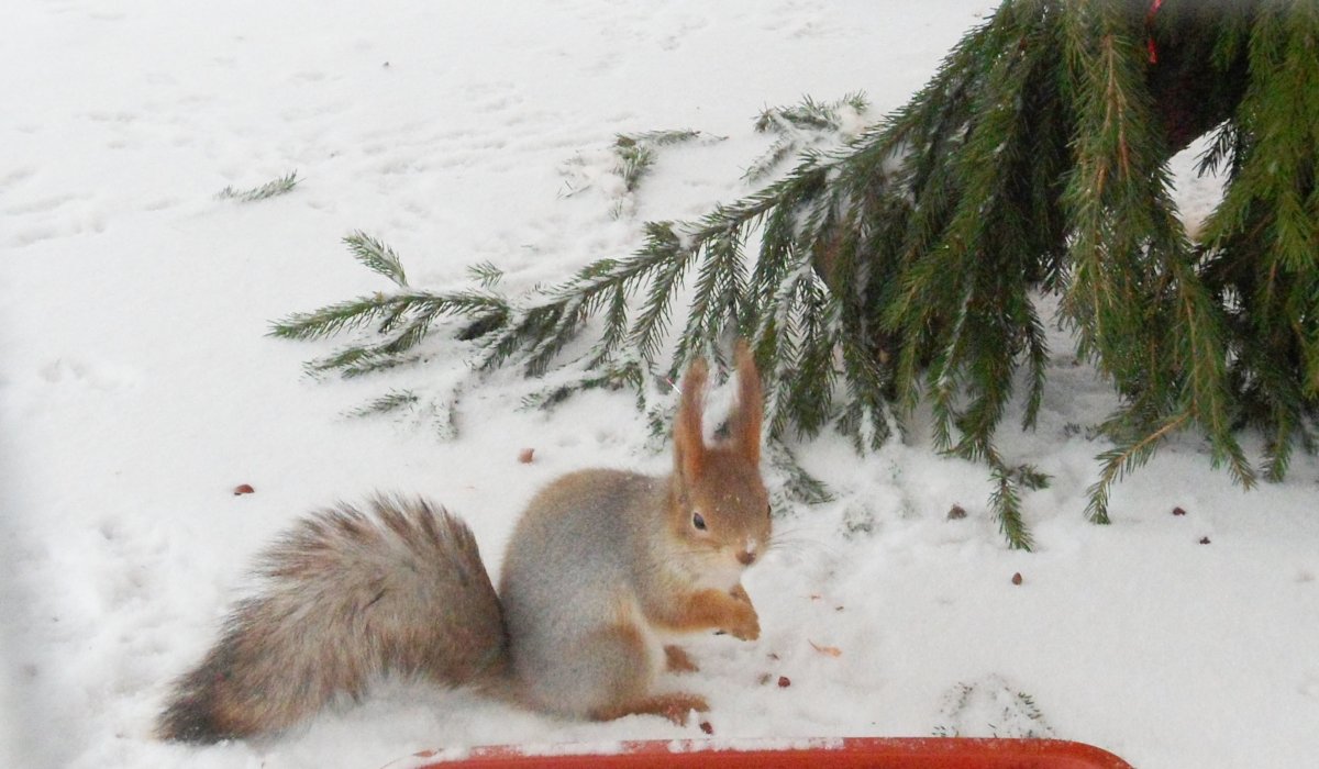 Заячьи следы на снегу