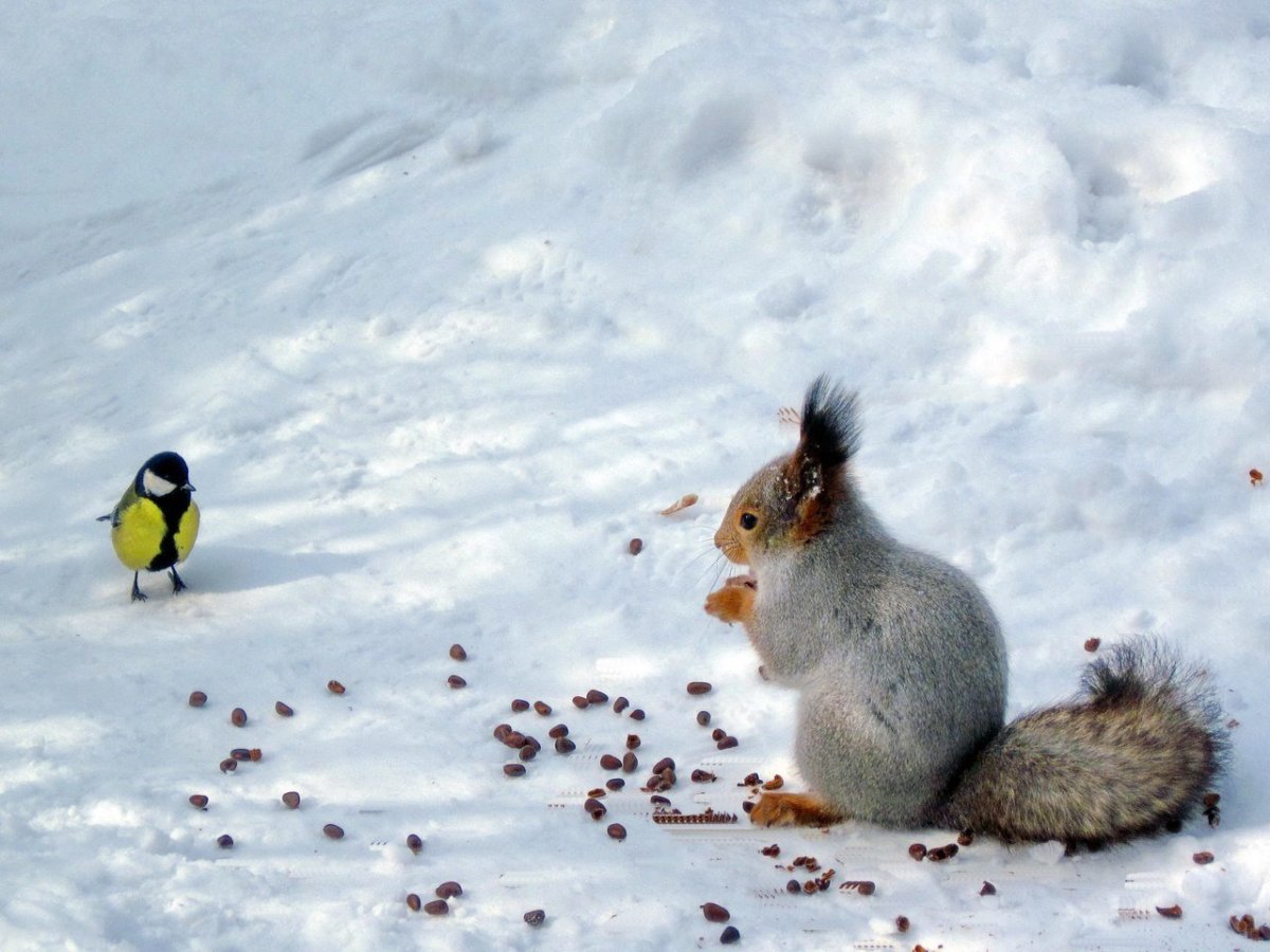 Следы змеи на снегу