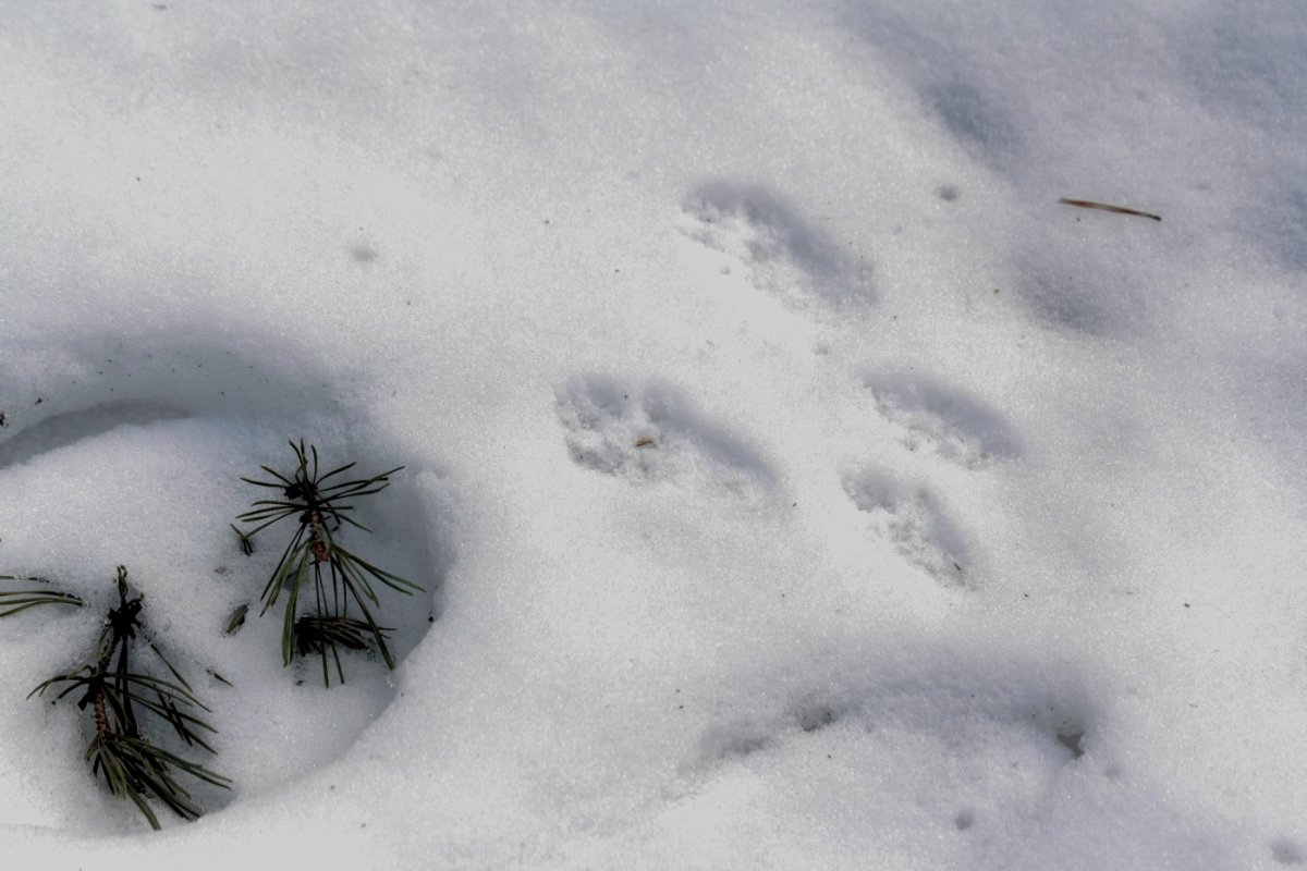 Следы песца зимой