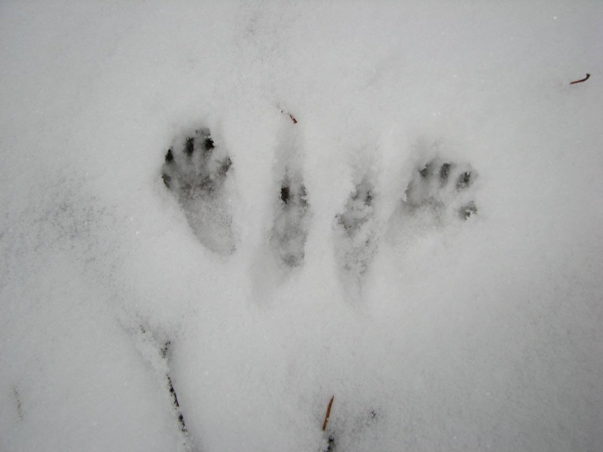 Следы лесных зверей
