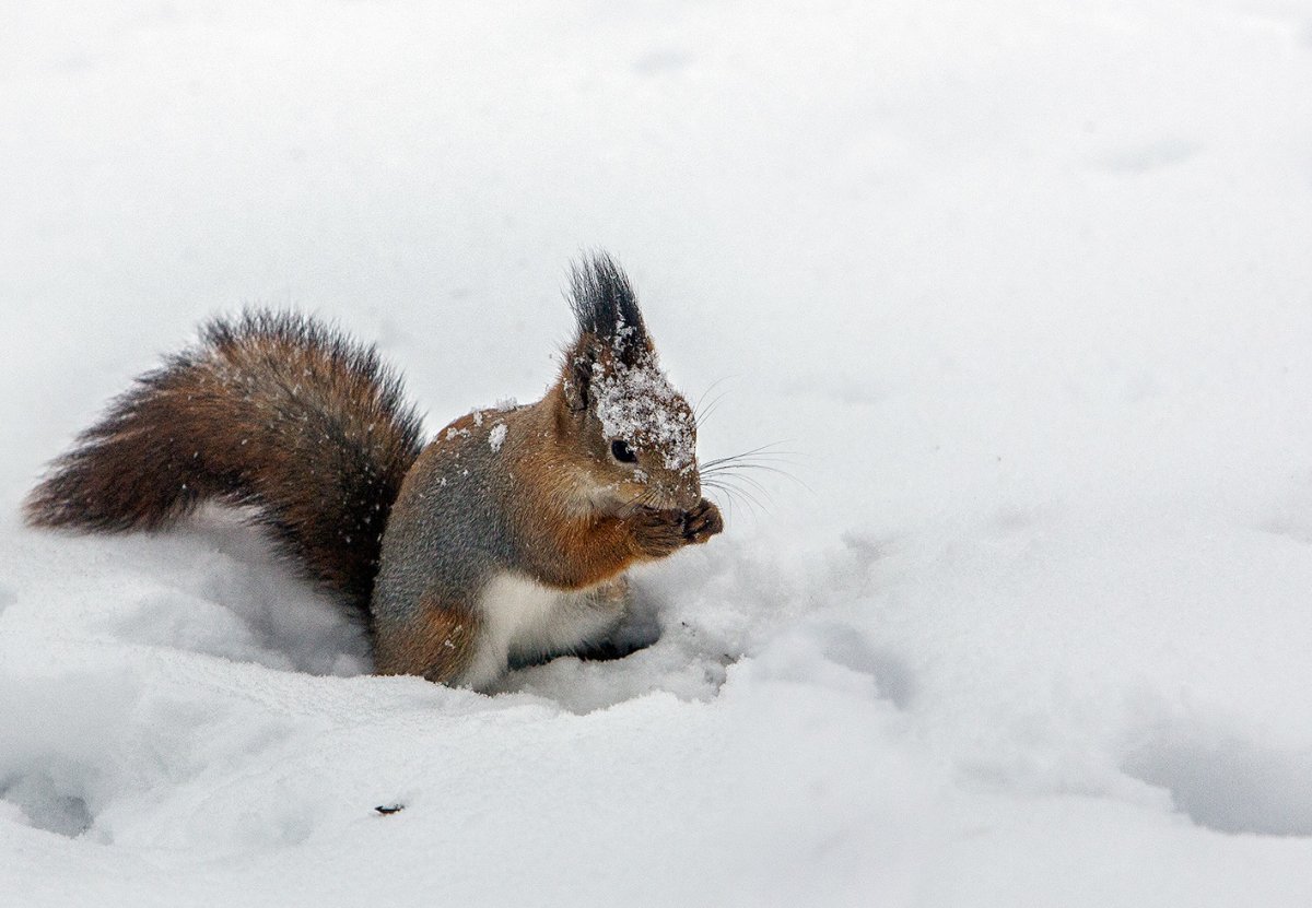 Направление следов белки на снегу