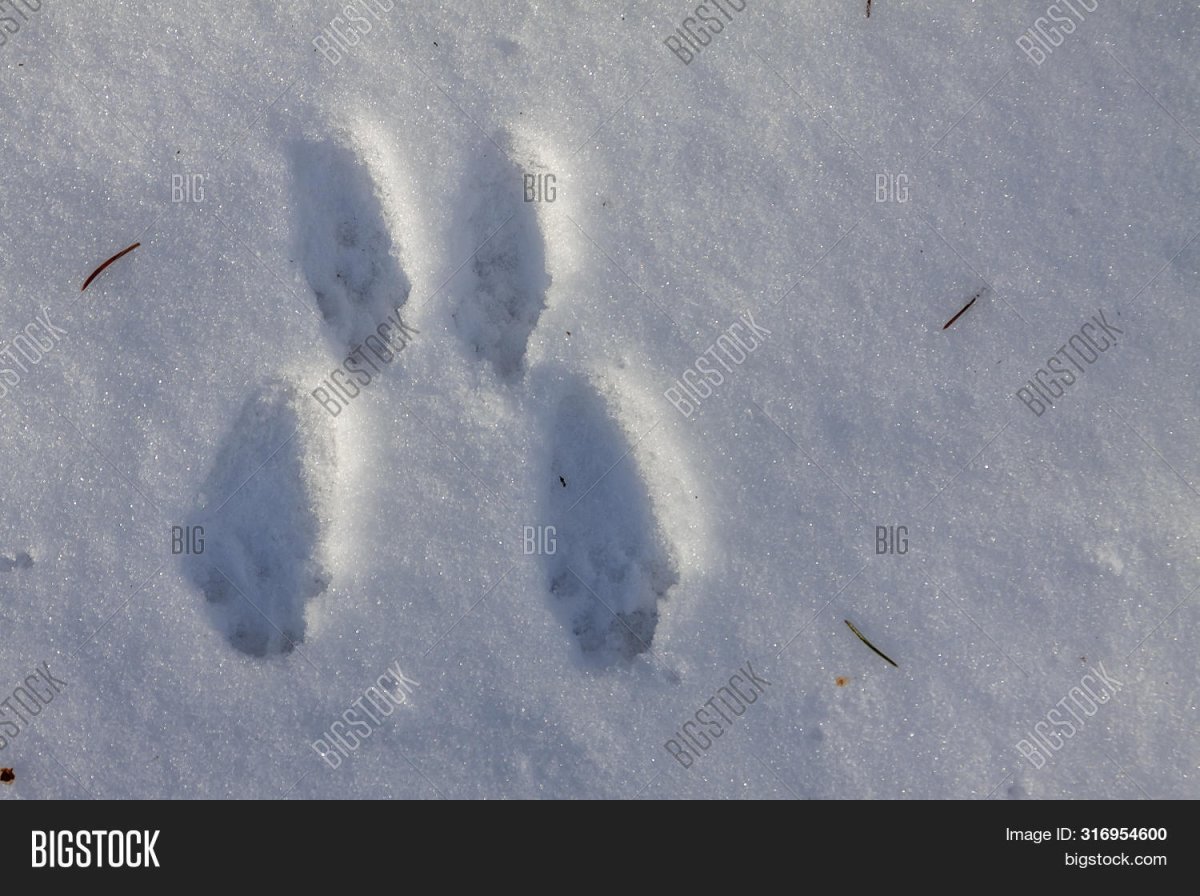 Следы белки на снегу