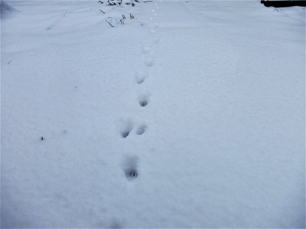Следы лесных зверей и птиц