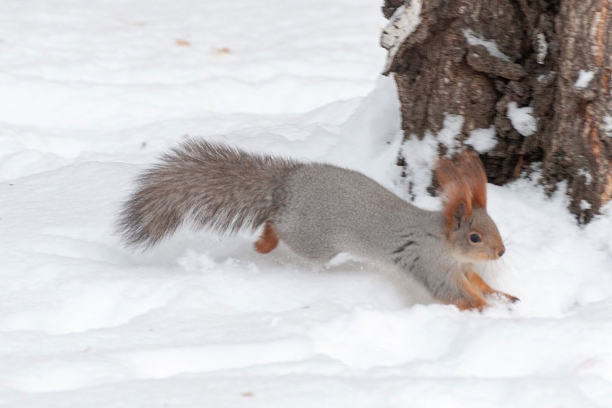 Следы енотовидной собаки