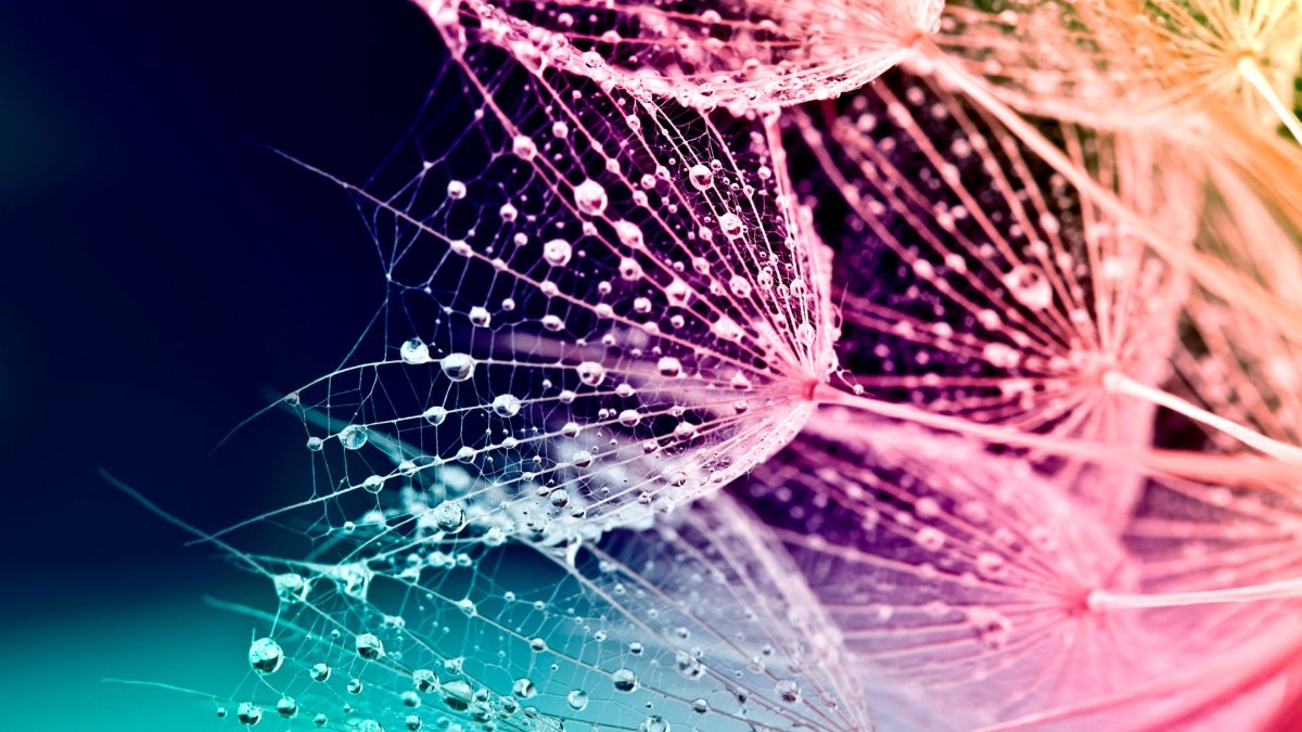 Цветы на Светлом фоне