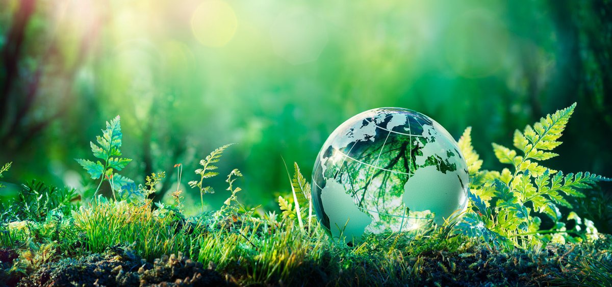 Экология леса