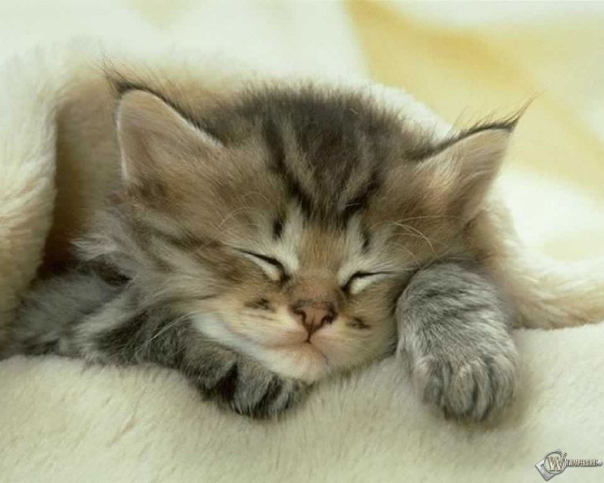 Спящие котята