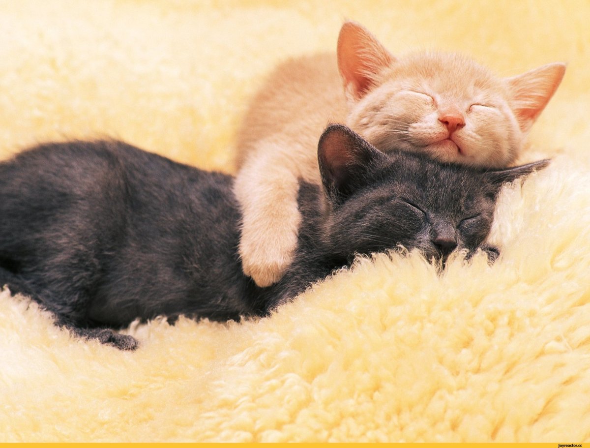 Спокойной ночи с кошками