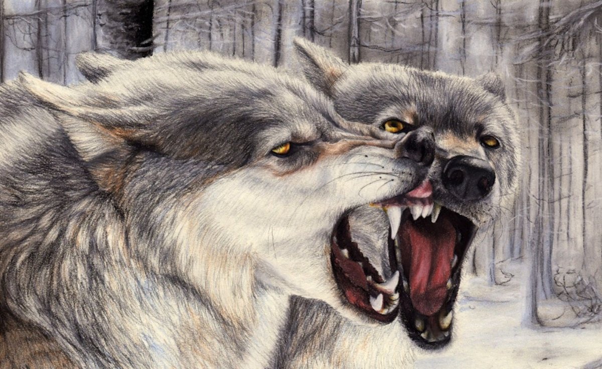Волк карандашом