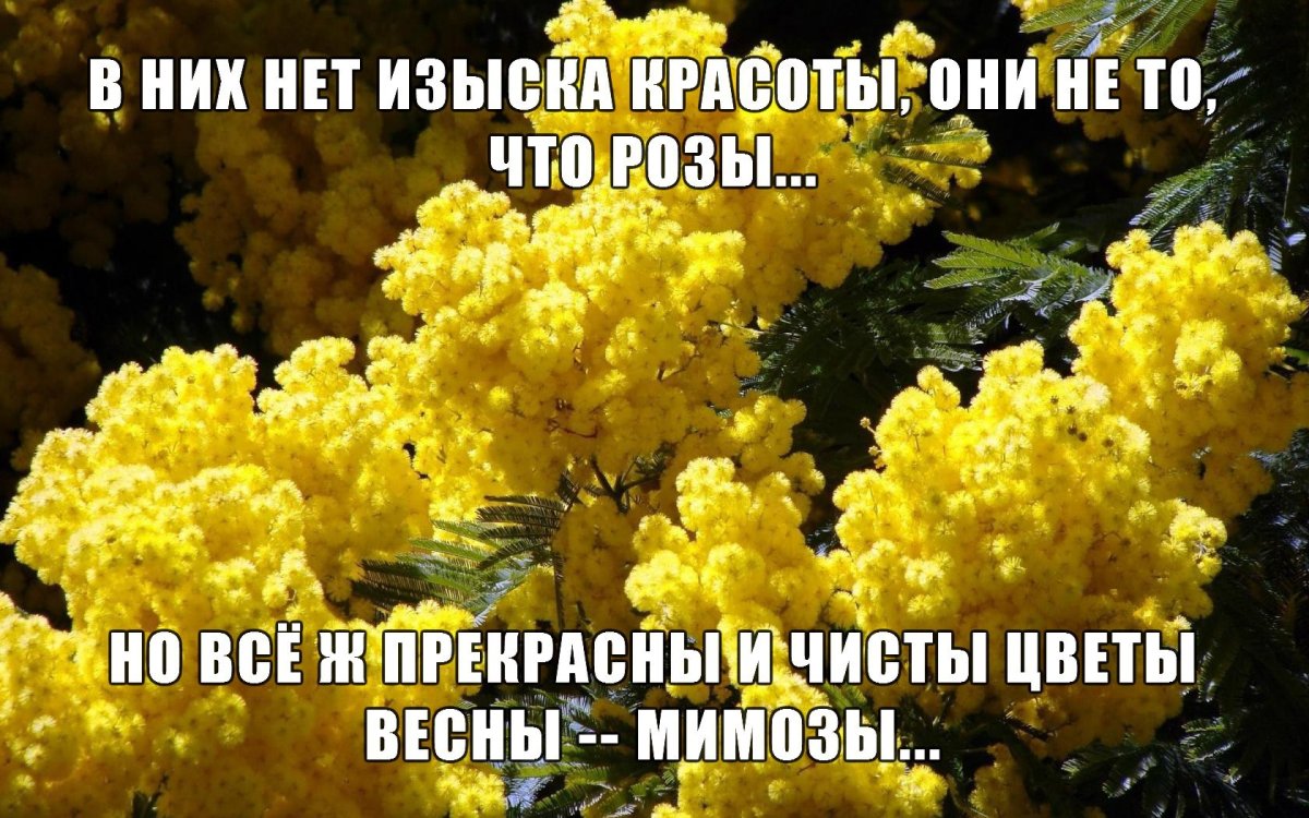 Стих про мимозу