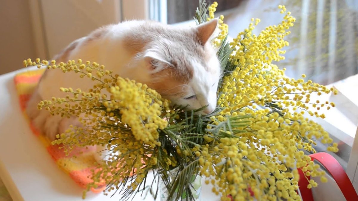 Кот и Мимоза