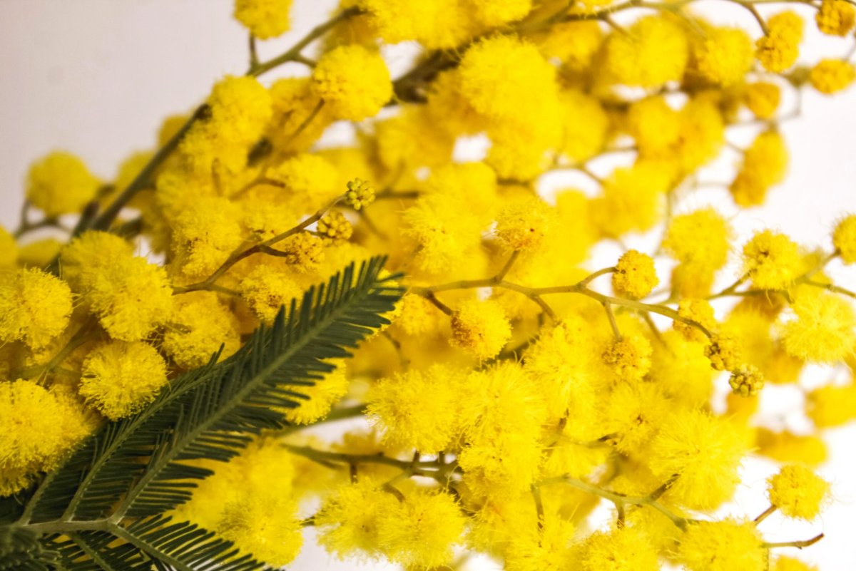 Японская Мимоза