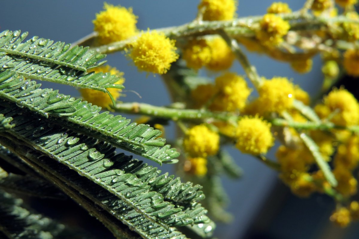 Сибирская Мимоза