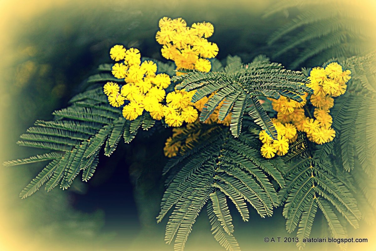 Мимоза хостилис