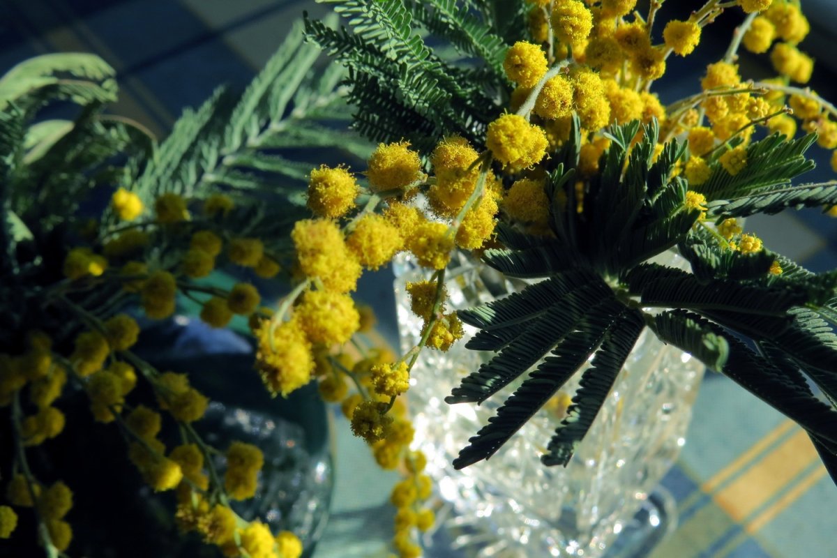 Королевская Мимоза