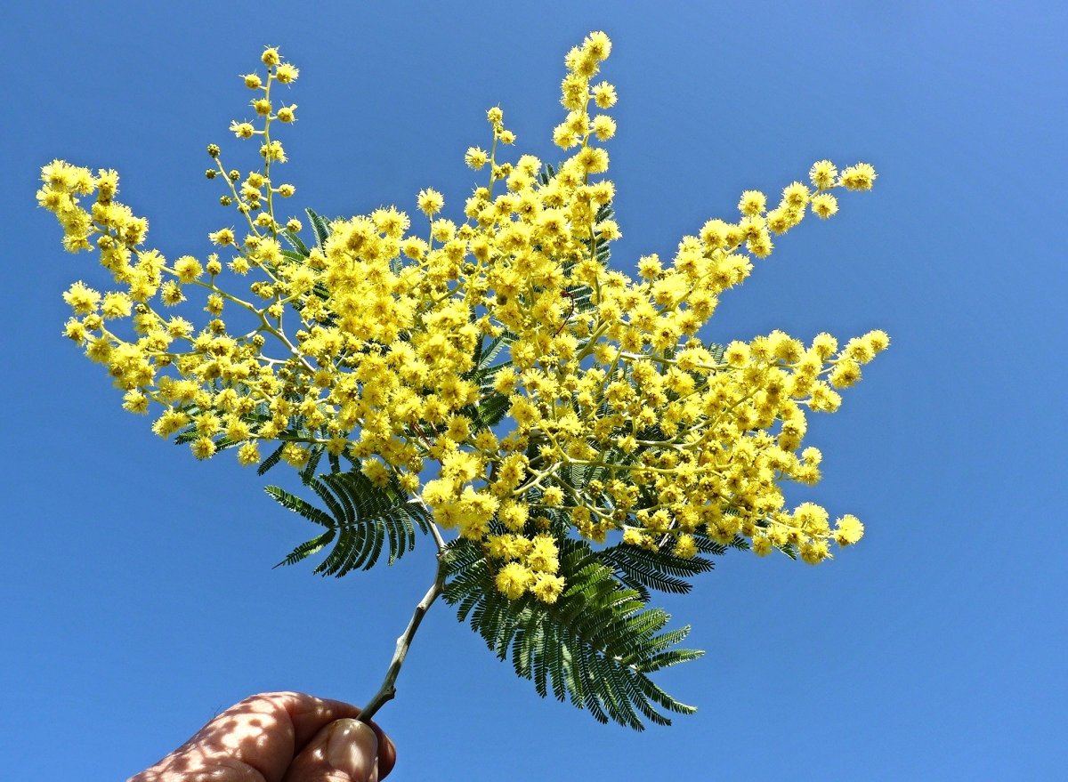 Мимоза в Марокко