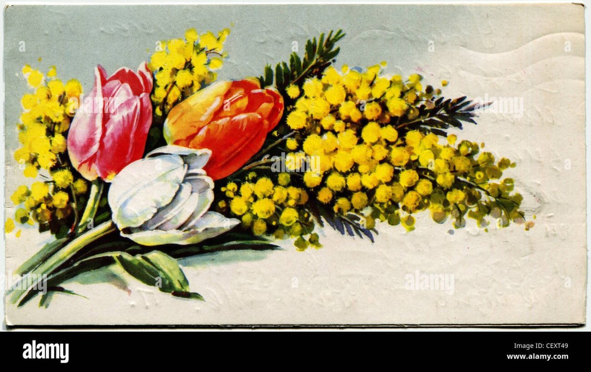 Весенние цветы Мимоза