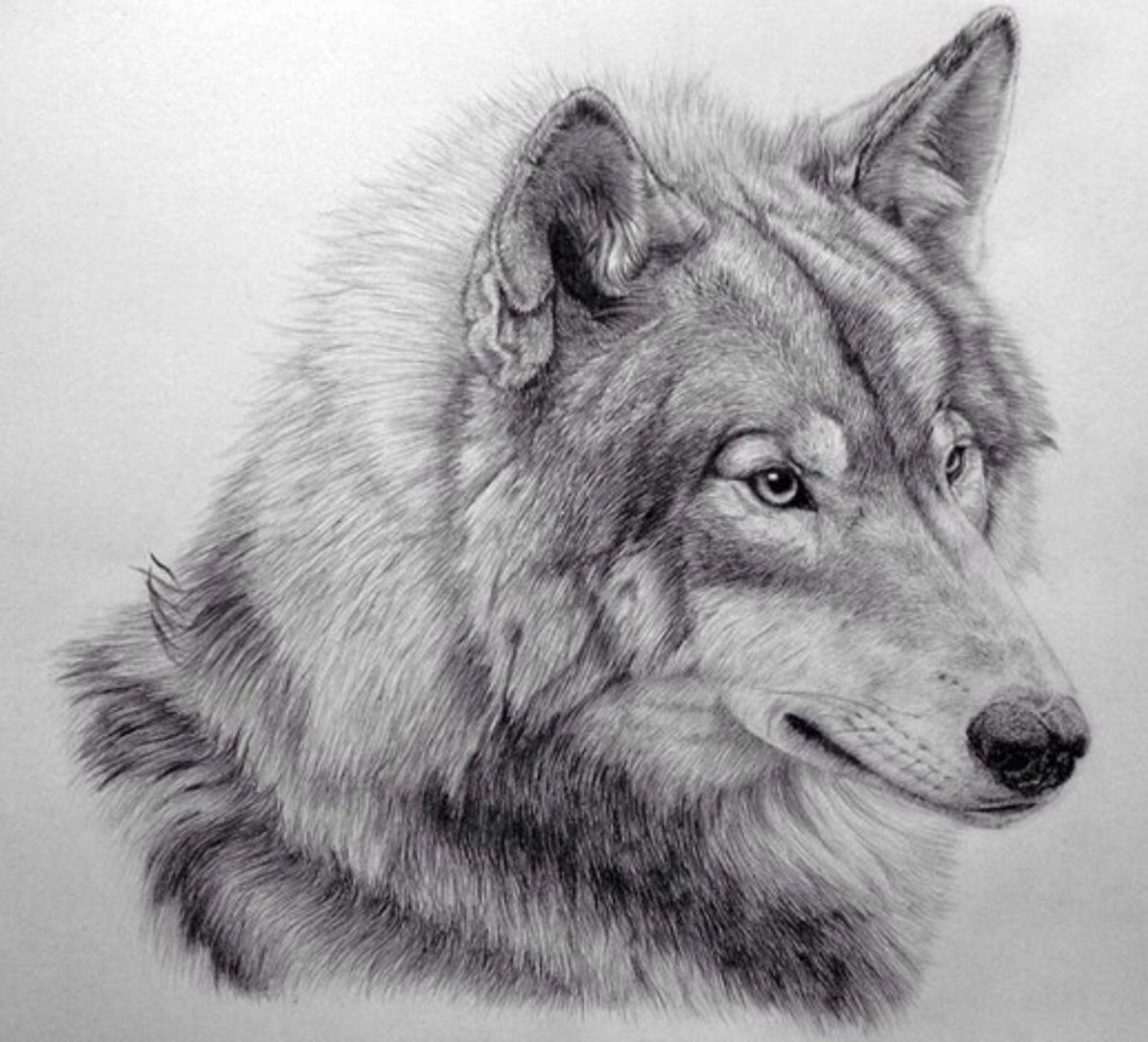 Jenna Barton волки