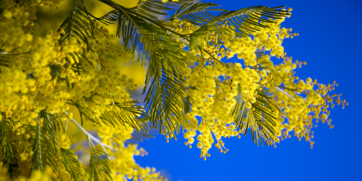 День мимозы