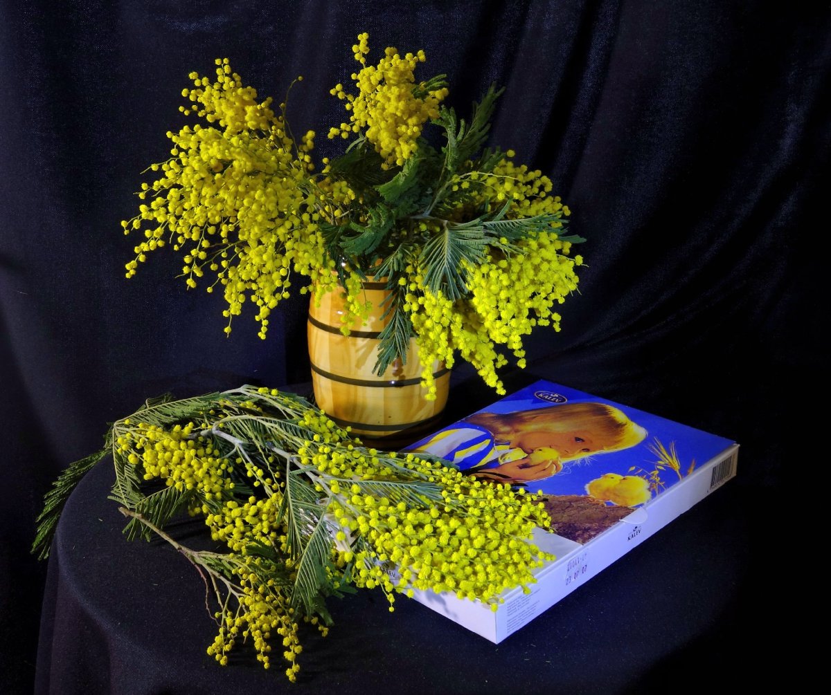 Мимоза белая цветок