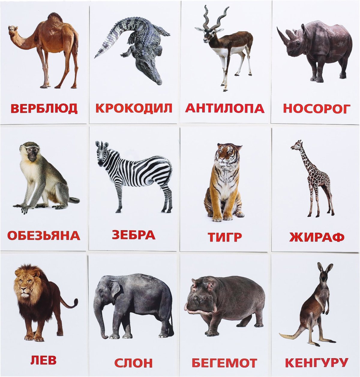 Алгоритм животные жарких стран